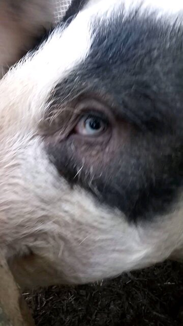 Charlie's taste testing...