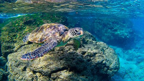 Swimming with a Sea Turtle in Kaanapali, Hawaii [February 2023]