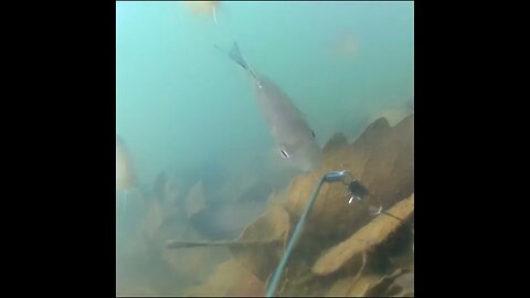 Bluegill Underwater Camera