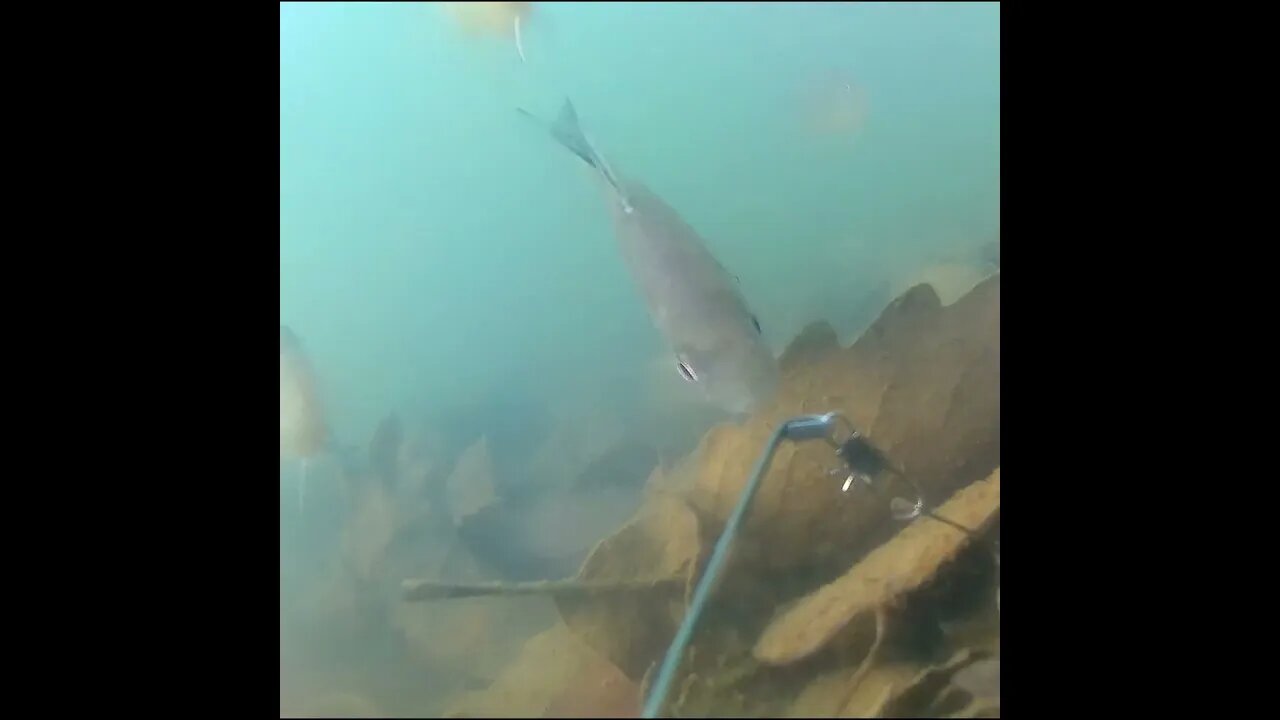 Bluegill Underwater Camera