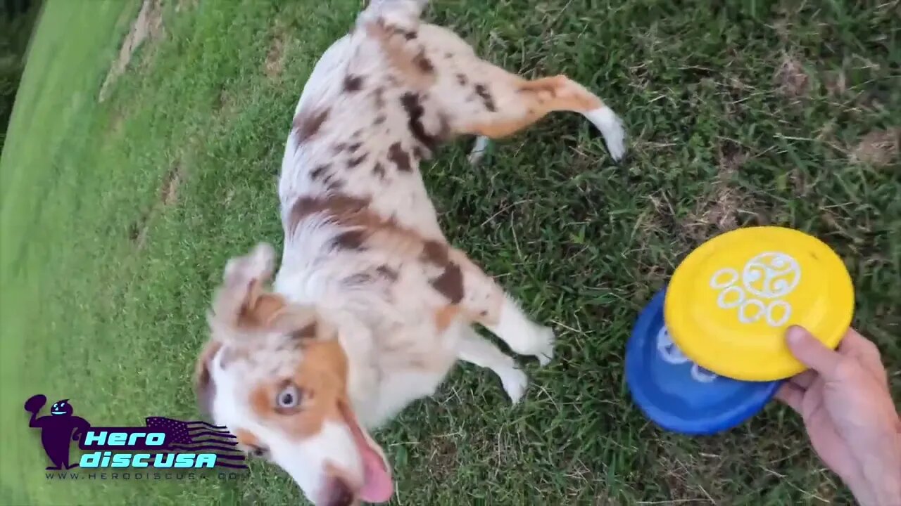 CupCake DiscDog Puppy | 1st Session on Big Field