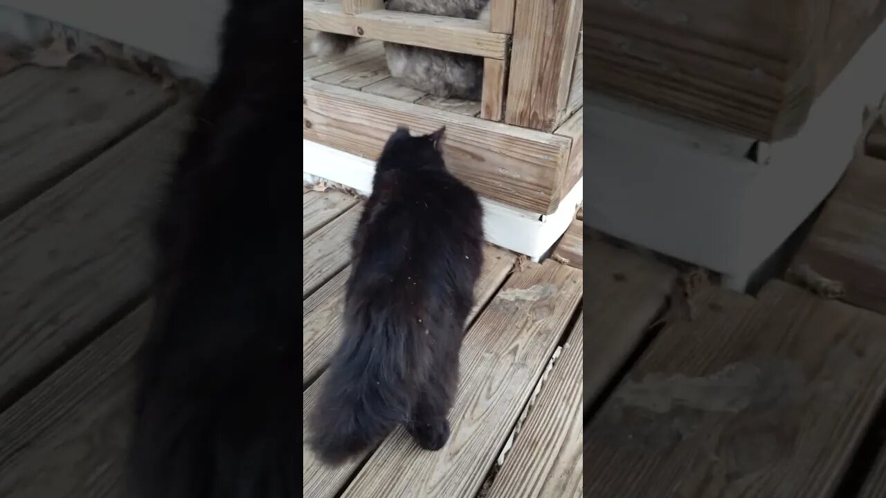 Rain Day with Wildewood Cat Colony