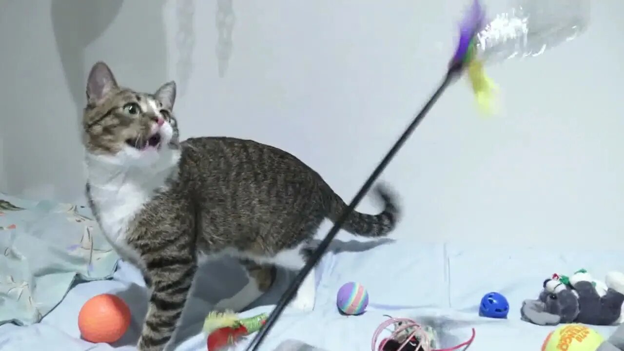 Rudolph Is a Playful Little Cat