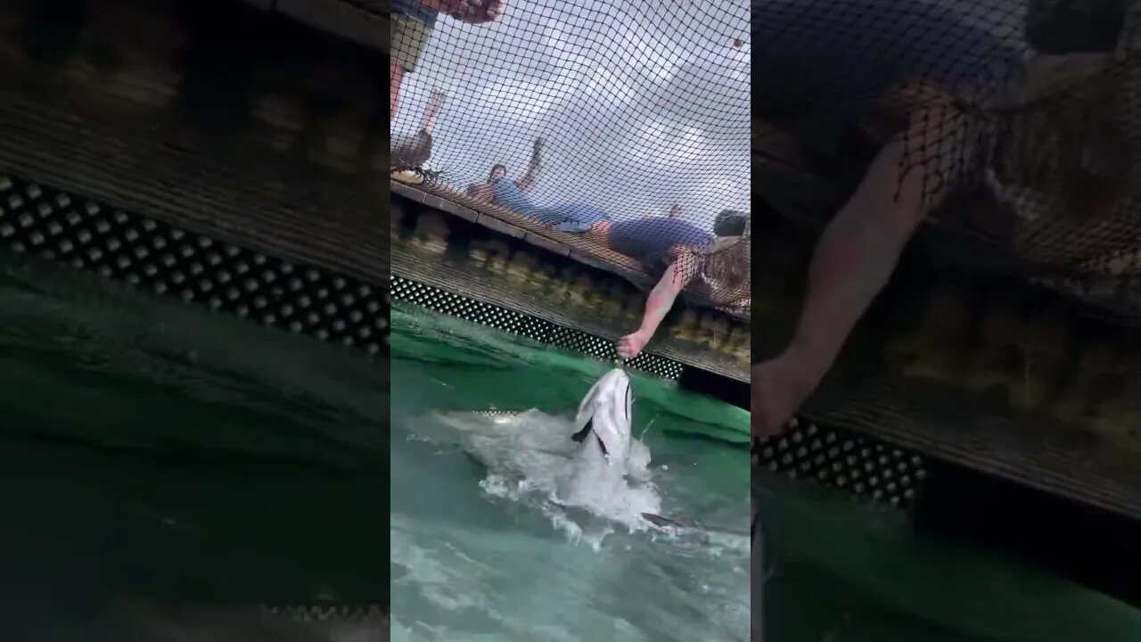 That’s Going To Leave A Mark! Florida Keys Tarpon Feeding