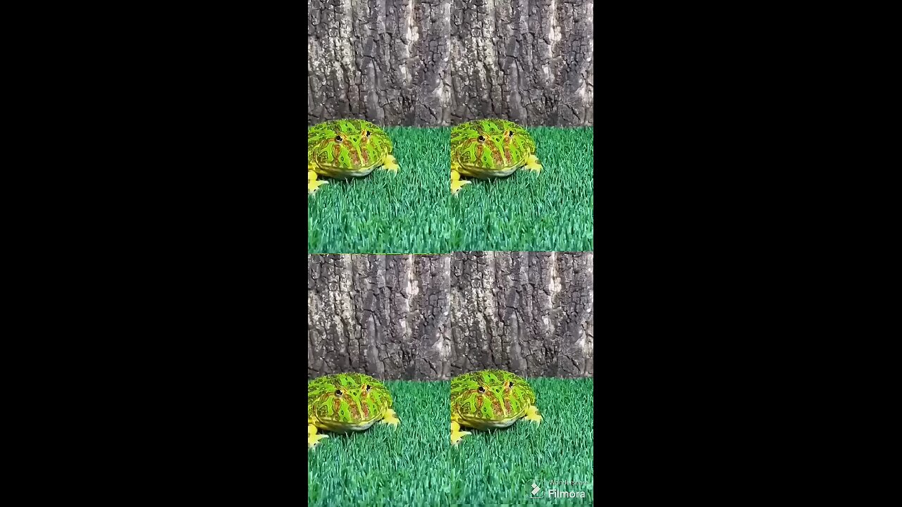 Cute Green Frog funny video