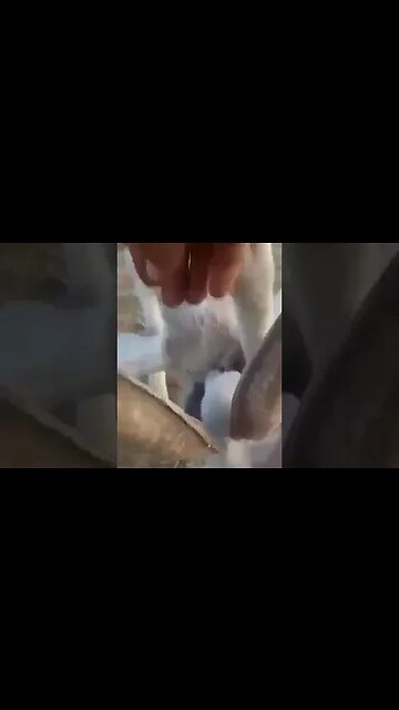 😂🤣 стомаха ме боли.