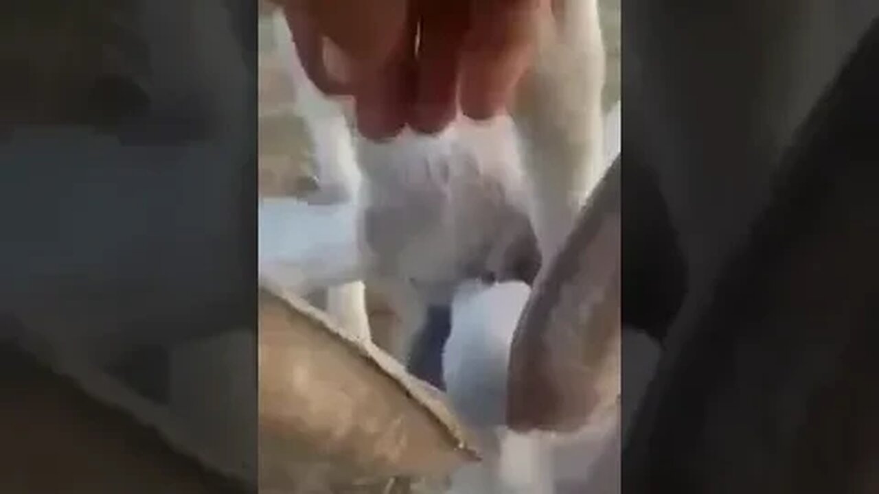 😂🤣 стомаха ме боли.