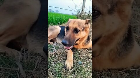 dog reels videos #viral #rudrakrishna #ytshorts #desi #newpost #trending #dog #doglover #doglovers