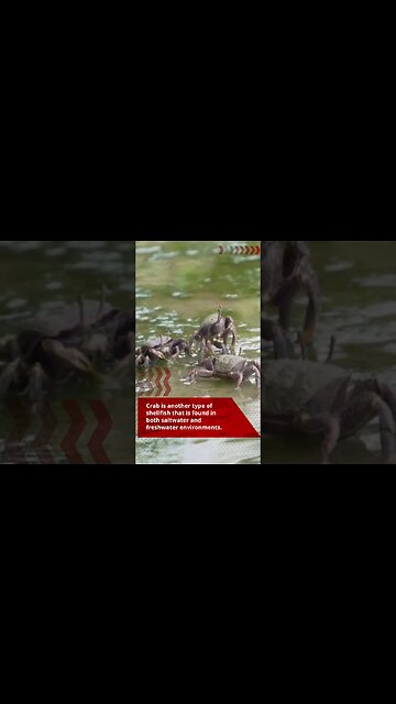 Lobster 🦞 vs. Crab 🦀 #Lobster #Crab #info #education #shorts