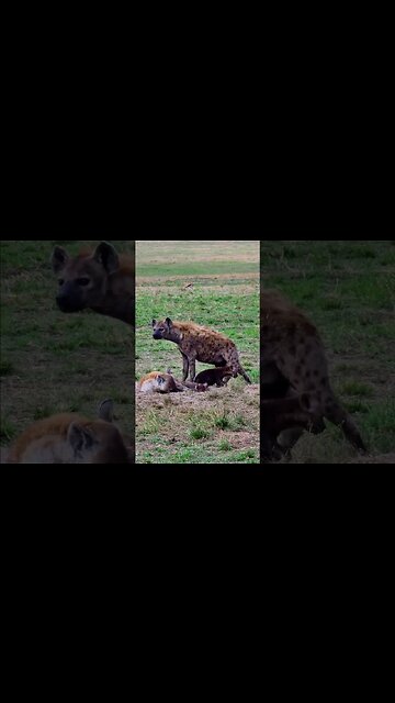 Little Hyenas At A Den #shorts | #ShortsAfrica