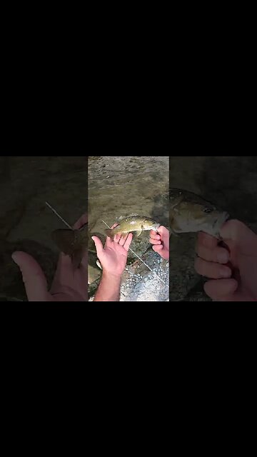 Multi species bass bite on the Great Miami River