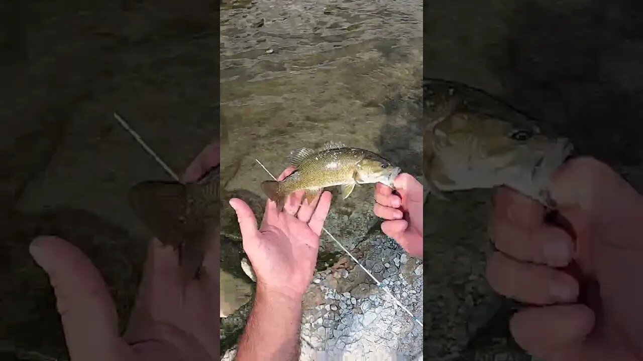 Multi species bass bite on the Great Miami River