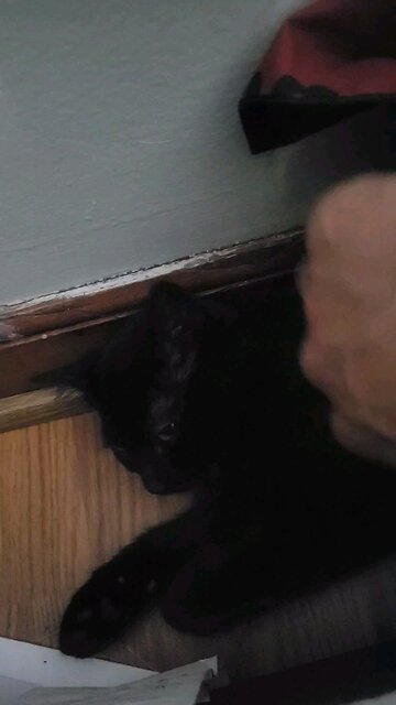 Taming The Wildbeast