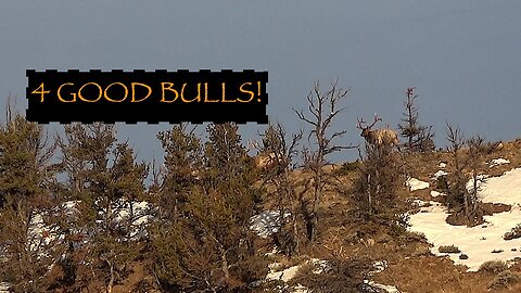 Winter Range Bulls #4 2023 Bull Elk--4 good bulls!