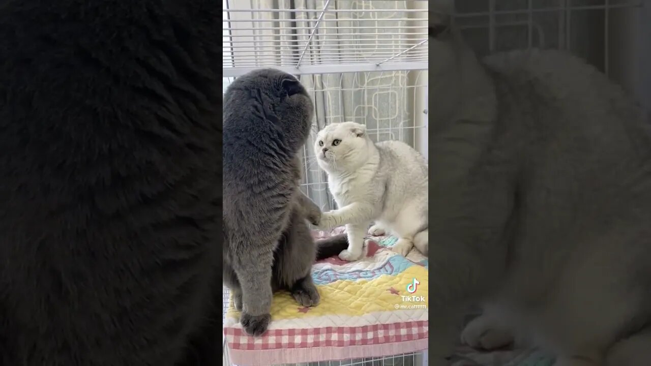 Hey my Friend. Don't angry with mee 😓😓😓😓 friendship cats