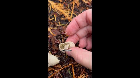 Gemmed Puffball / Other Gems more valuable #explore #hiking #forest