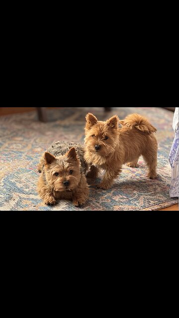 Cute Terrier Puppy has something to say.