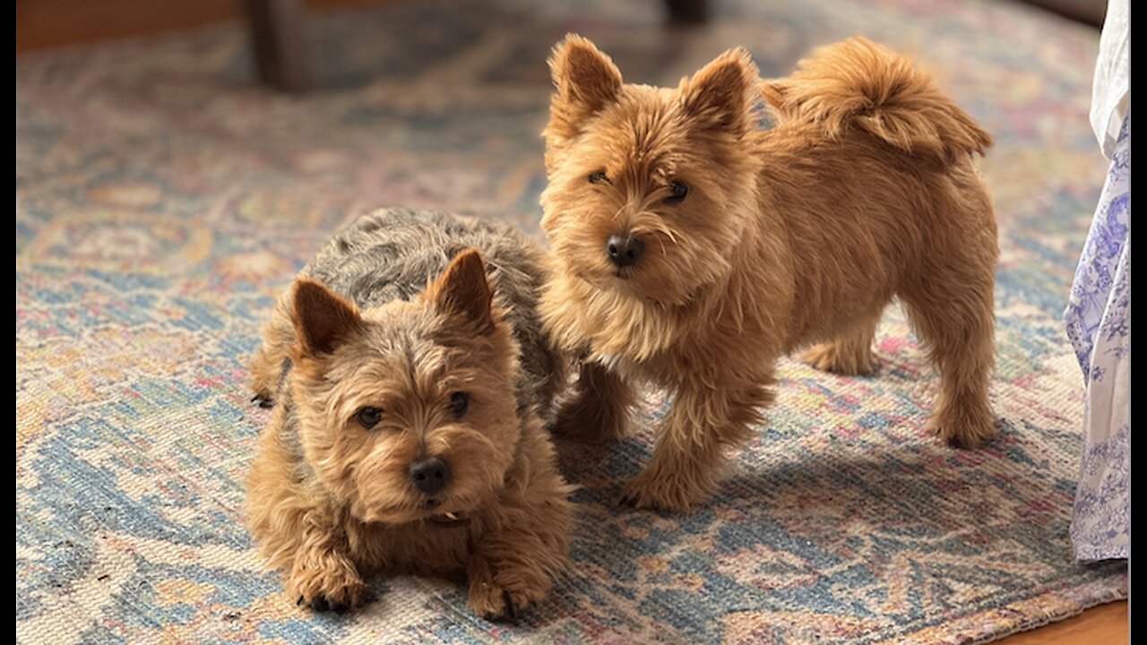 Cute Terrier Puppy has something to say.