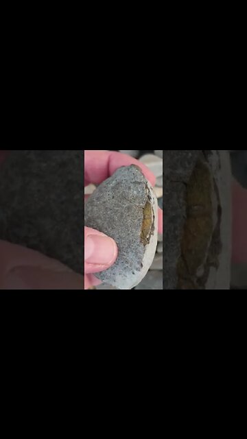 Golden fossil crab! 🦀💎💛