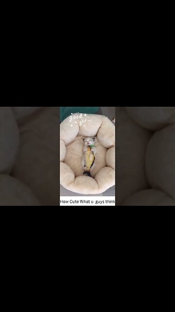 How Cute What u guys think #shorts #shorts #viral #trending