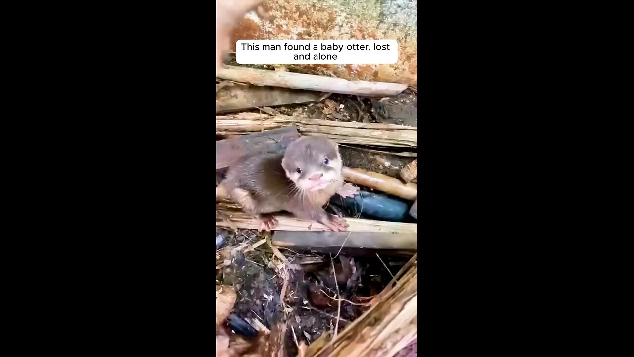 The man found a baby otter