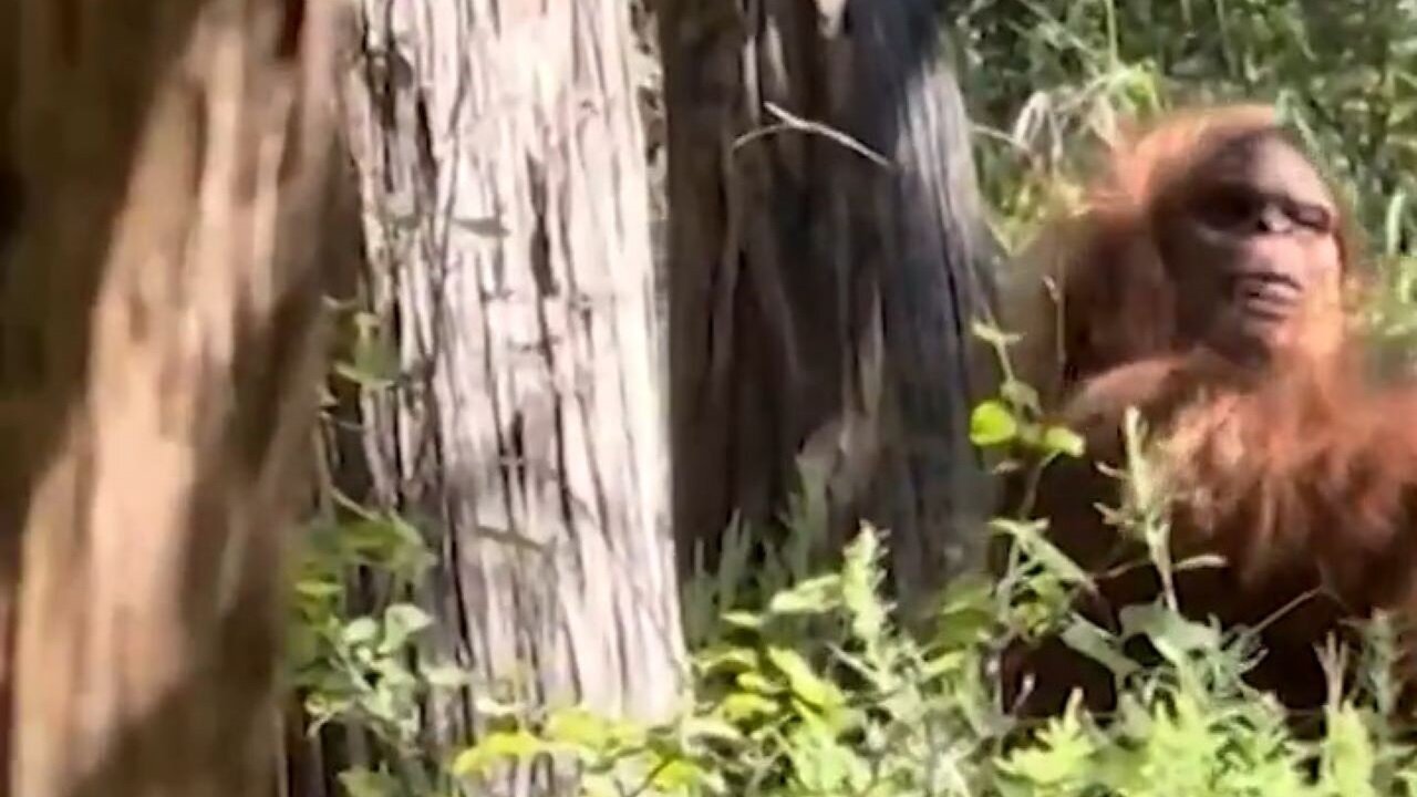 Bigfoot Makes His TikTok Debut. Except, It Isn't Bigfoot. Bigfoot Doesn't Exist.