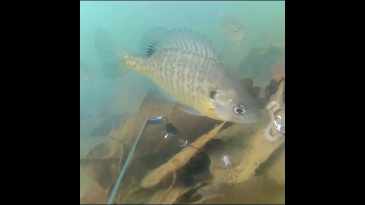 Bluegill goes for the Bait