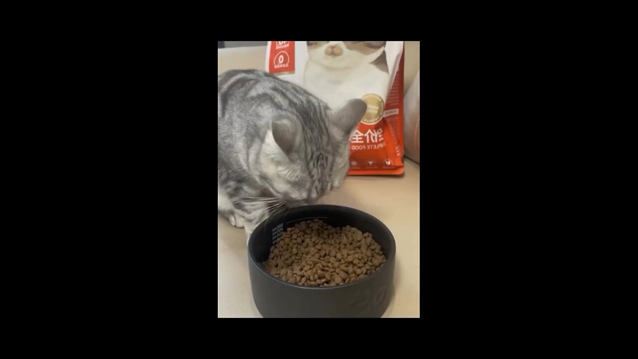 Cute Cat's has love its food