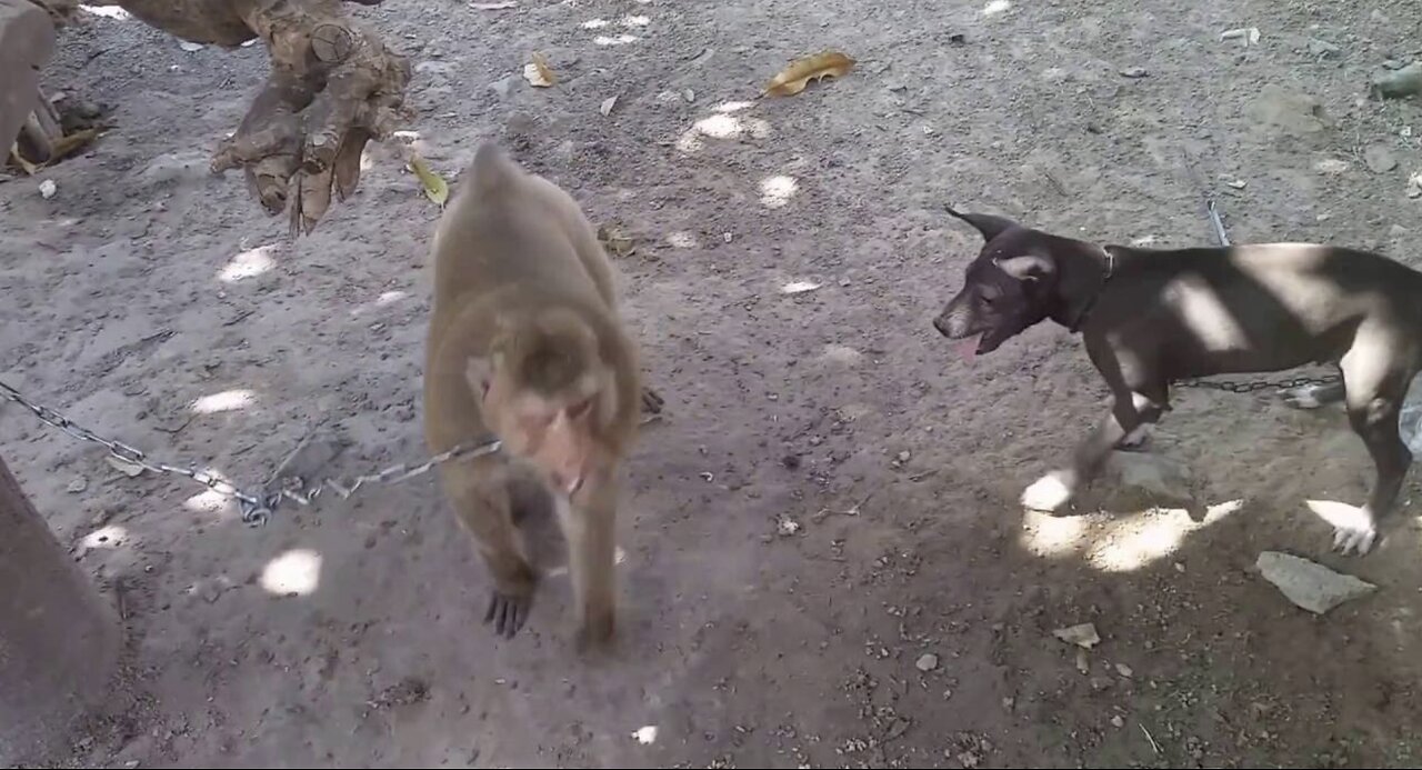 Monkey vs Dog ( Monkey funny video ) #shorts