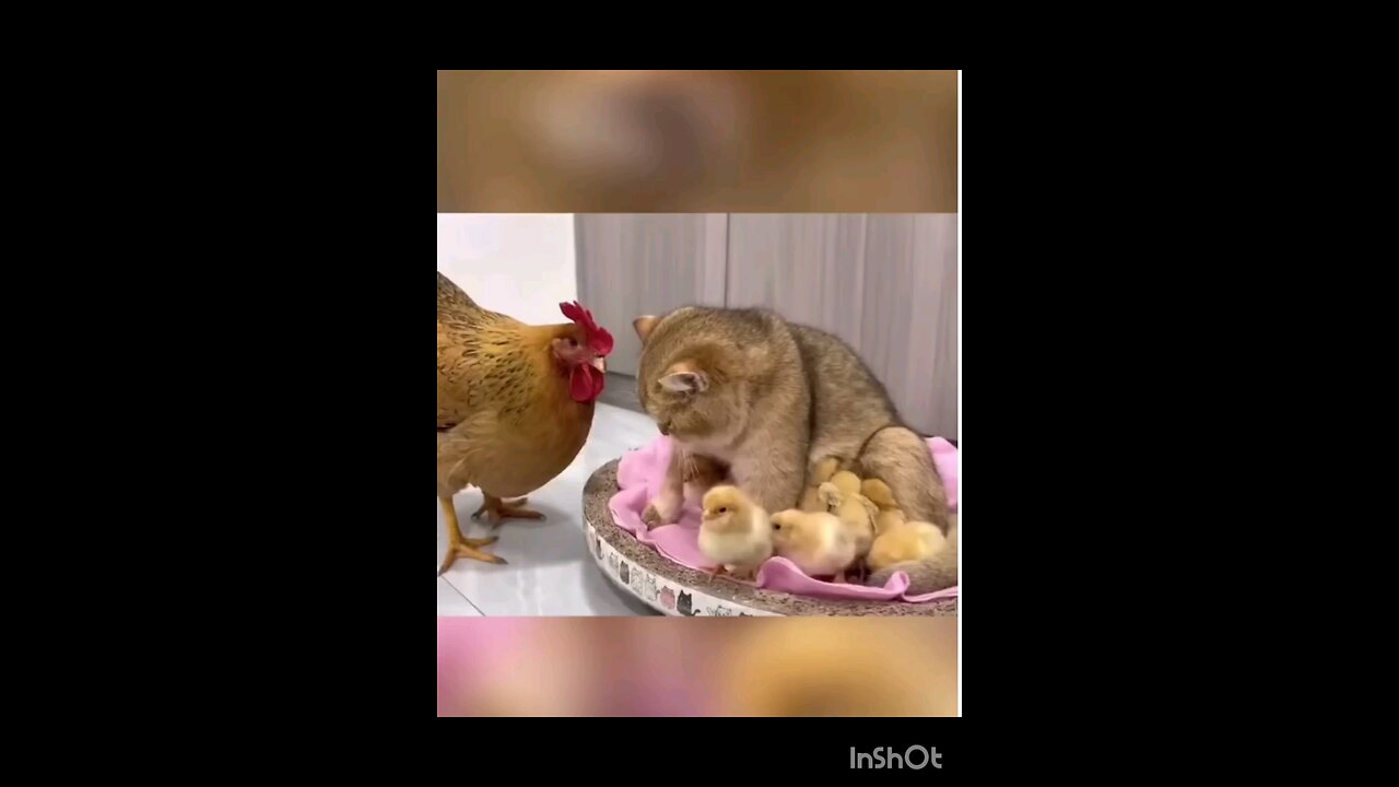 funniest_ Chicken_and_cat_🤣🤣🤣