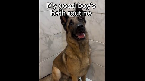 Dog Really Loves Bath & Grooming Time 