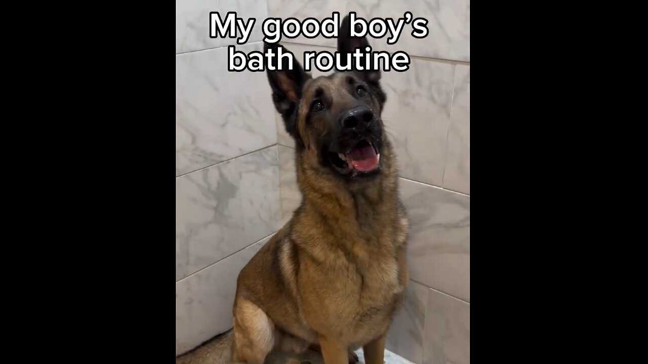 Dog Really Loves Bath & Grooming Time