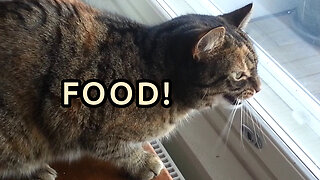 Jade Cat Chirping at Birds