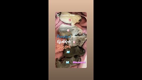 Liter of Blue Frenchies