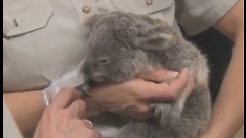 HUMANITY RESTORED! SAVE THE KOALA BEARS 🙏🙏🙏