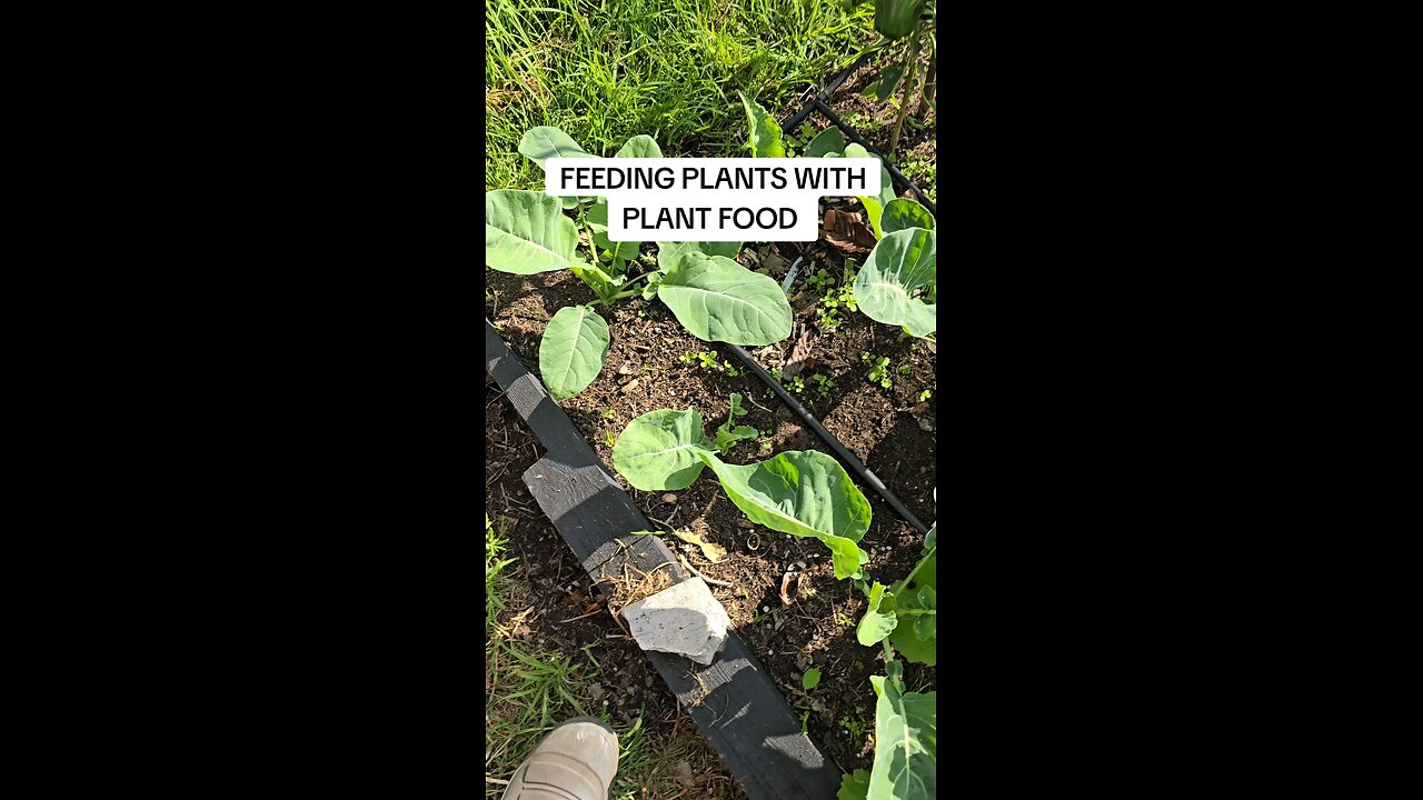 feeding plants with plant food