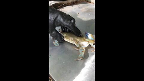 Blue crab clean & cook