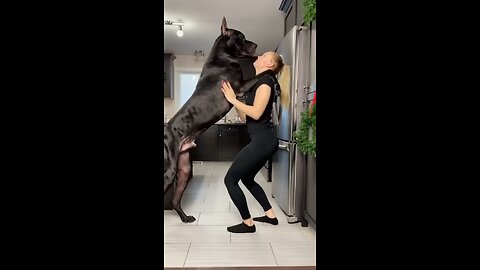 Great Dane Is Taller Than Human ViralHog