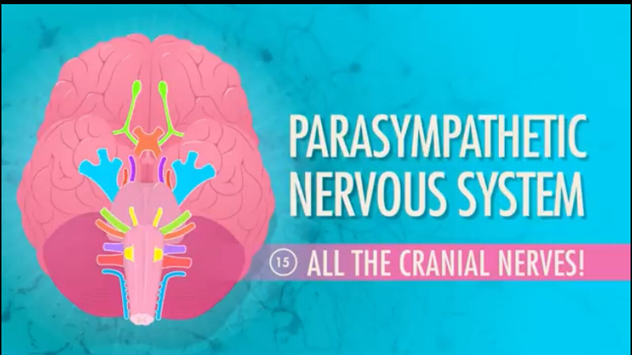 Parasympathetic Nervous System: Crash Course Anatomy & Physiology