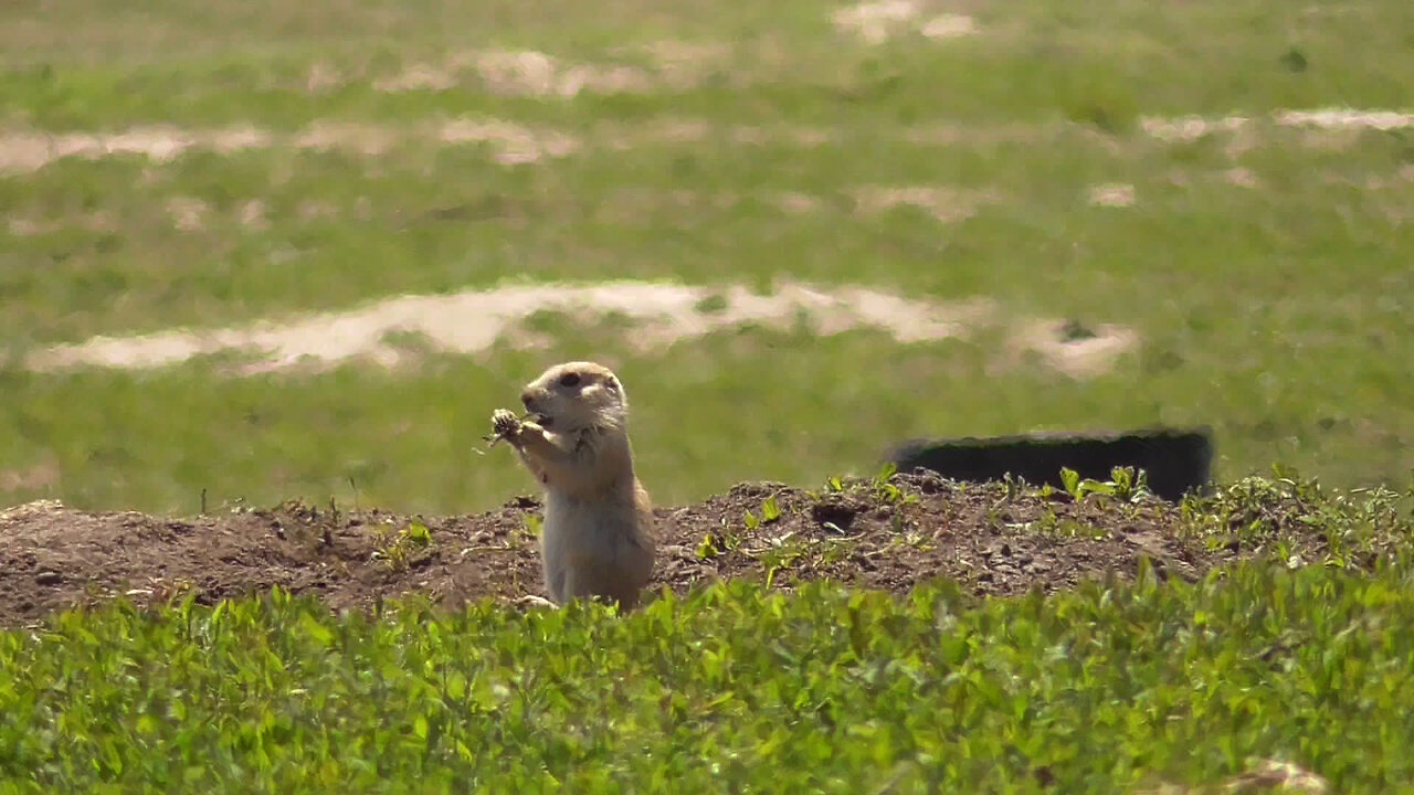 PD17.4 Suppressed Prairie Doggin'