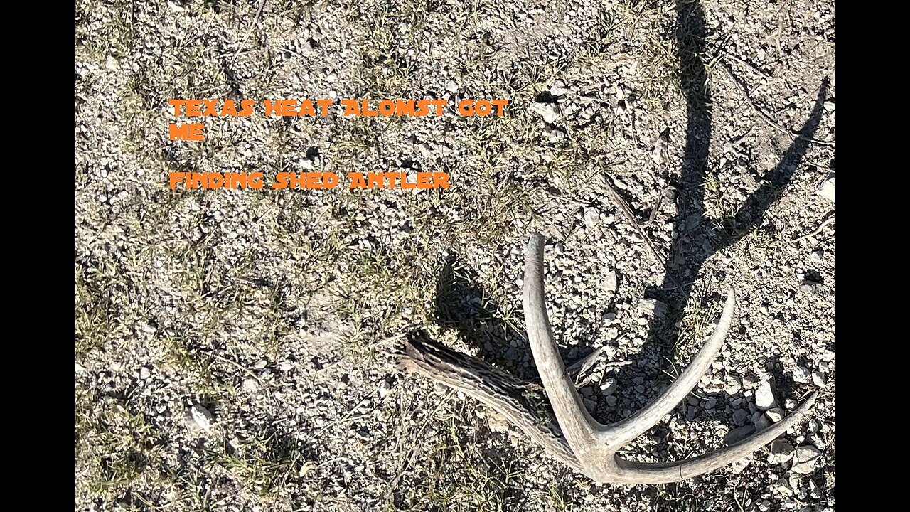 Texas Heat Almost Got Me, Finding Antler Shed
