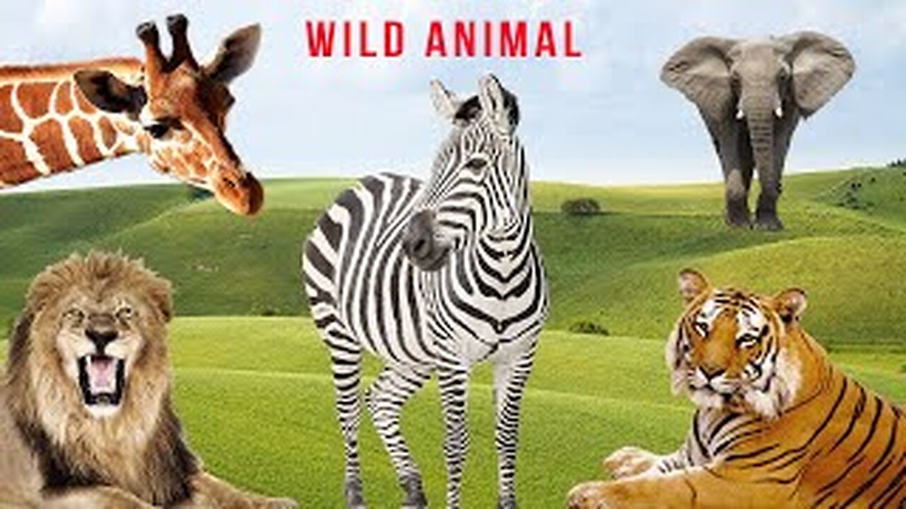 Planeta Selagem - The Sound of Wild Animals - Wild Animal Sound