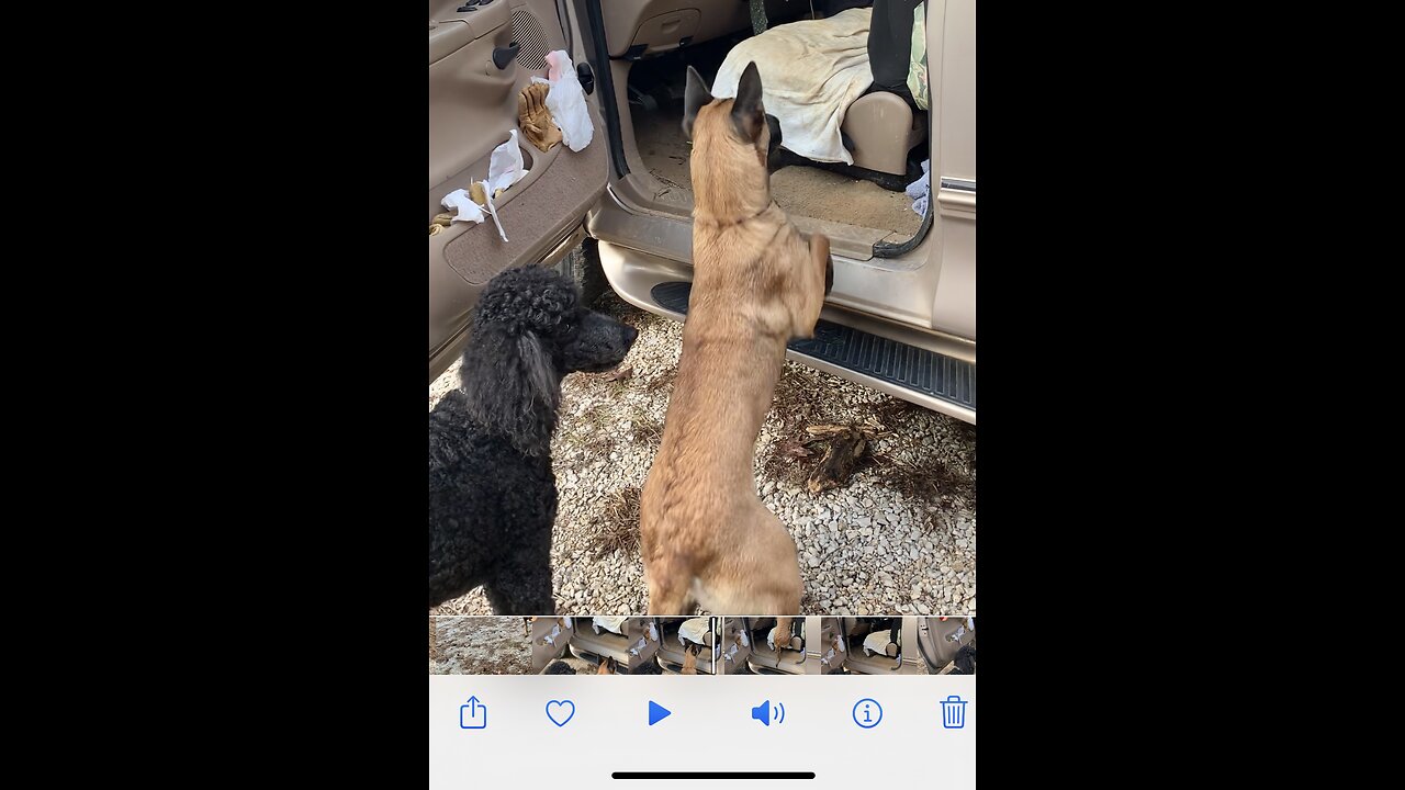 Dog afraid of truck after owner cleans it up.