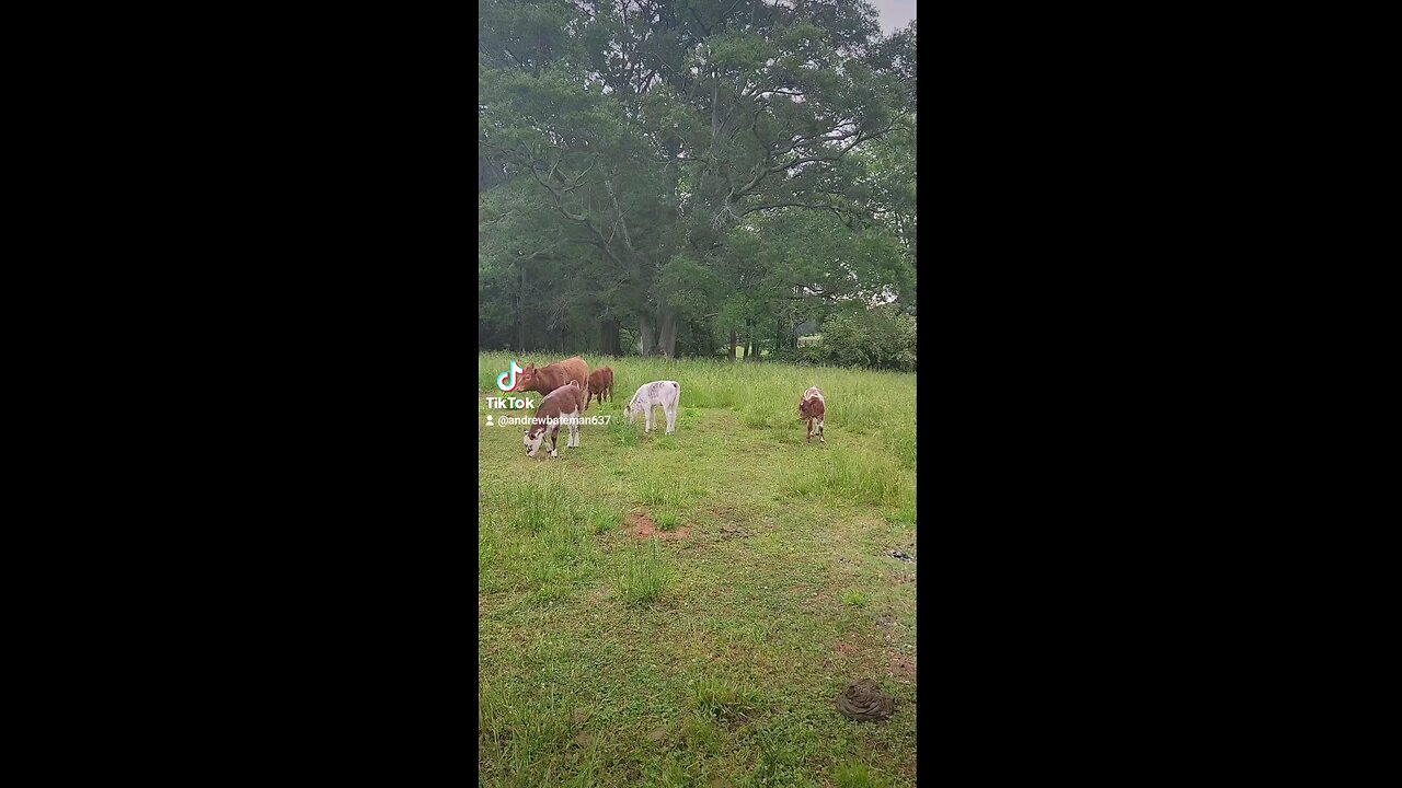 Happy baby calves.