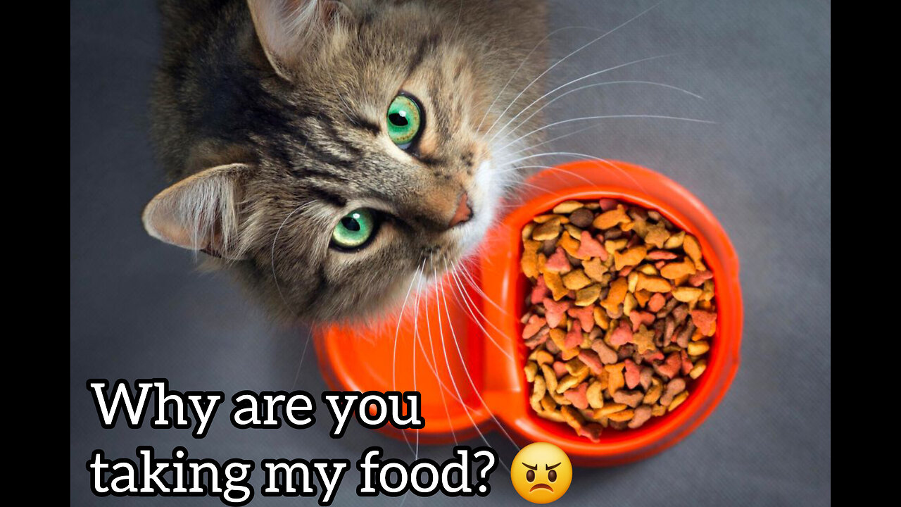 ?Why are you taking my food