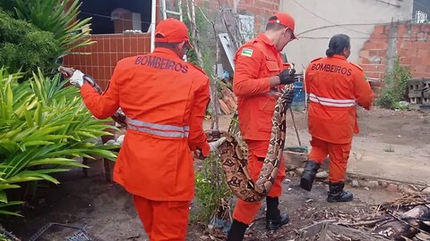 JIBOIA COM MAIS DE 2 METROS É ENCONTRADA EM CASA DE ARACAJU