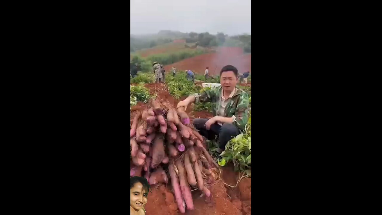 Big Sweet Potato #shorts #short #fruit #china #viral #facts #rurallife