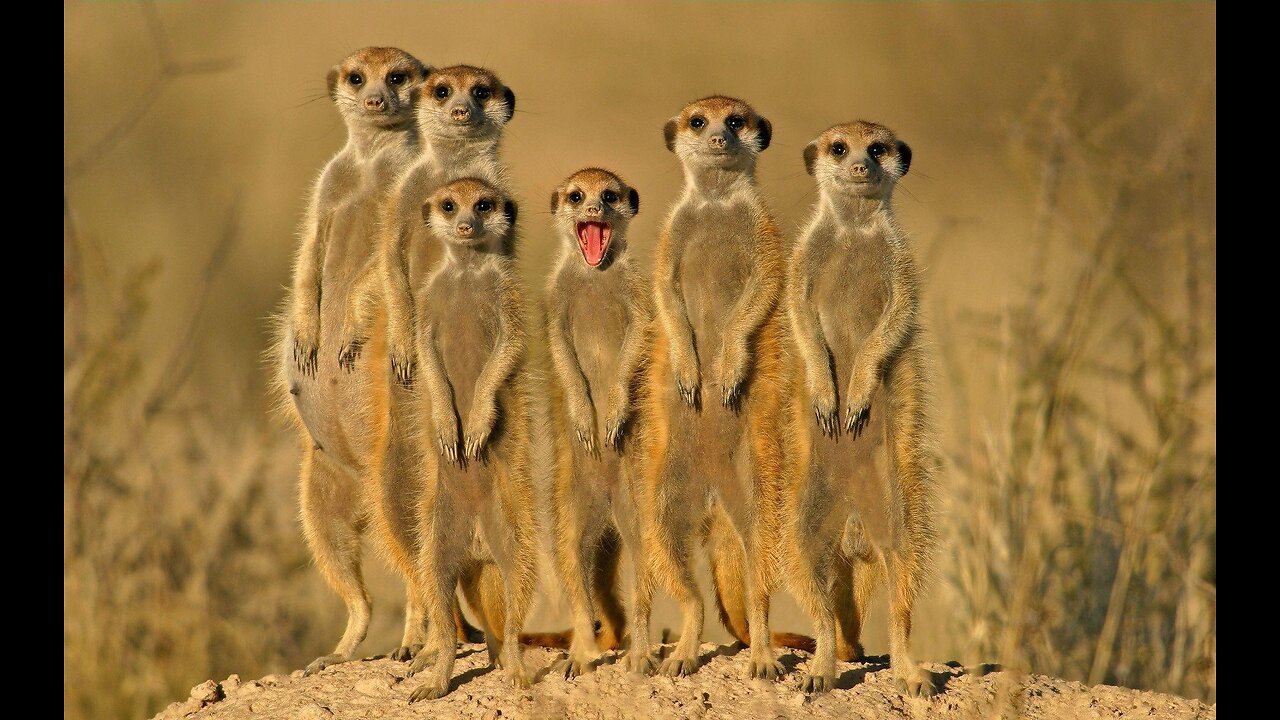 Funny Pet Animals' Life #3