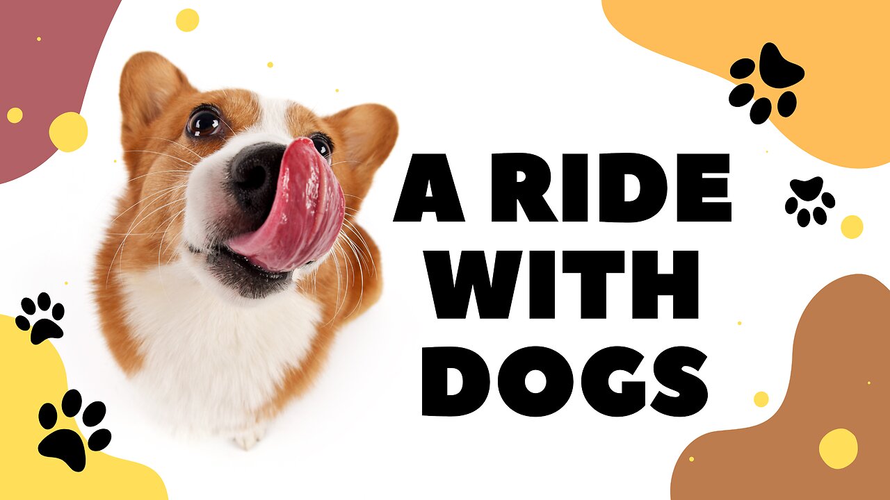 Enjoy a joyful ride with dogs | See how they live & eat