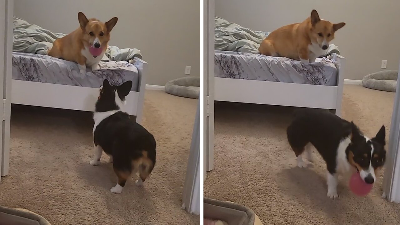 Corgis Make An Awesome Team For Playing Fetch